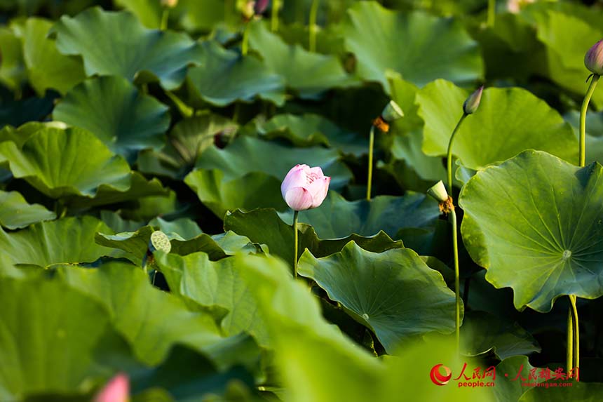 粉霞（荷花品種）即將綻放。人民網(wǎng) 楊華龍攝