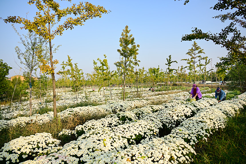 雄安郊野公園發(fā)展林下經(jīng)濟(jì)，這里的北京白菊已進(jìn)入收獲季節(jié)。胡忠攝